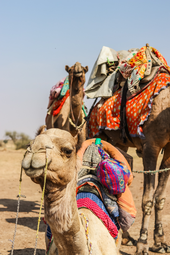 Indian camel safari in India