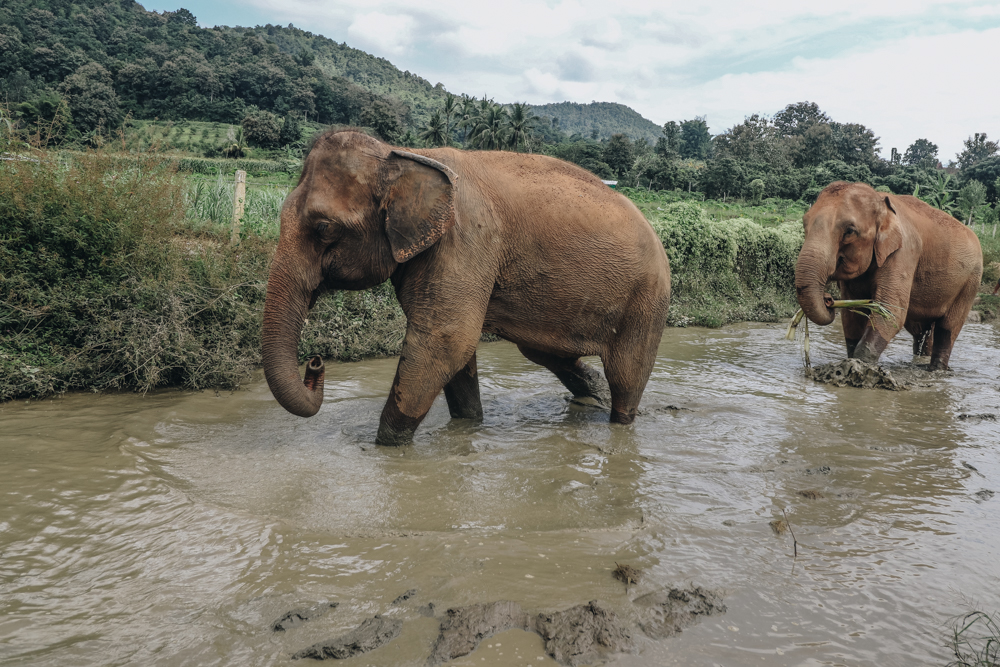 Bathing elephants in Thailand