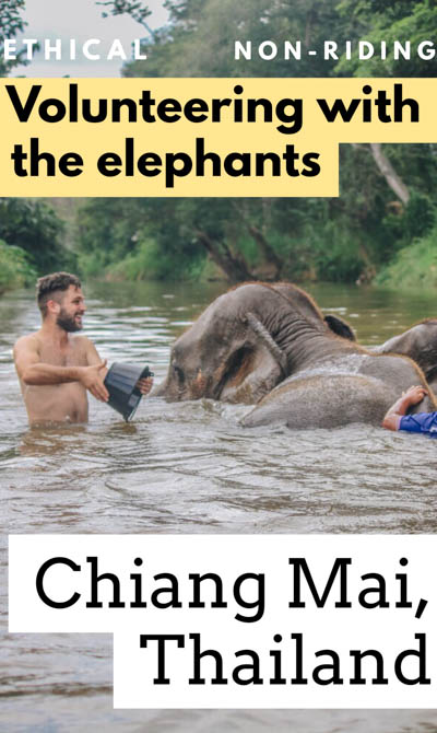We visit the best Chiang Mai elephant sanctuary (NON-RIDING!) for volunteering with Thailand elephants, including feeding, walking, and bathing them! One of the top things to do in Chiang Mai, Thailand, and know what to expect for your Thailand trip!