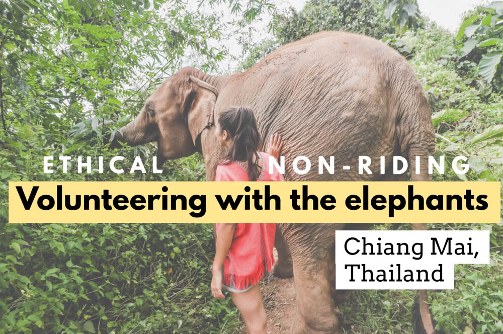 We visit the best Chiang Mai elephant sanctuary (NON-RIDING!) for volunteering with Thailand elephants, including feeding, walking, and bathing them! One of the top things to do in Chiang Mai, Thailand, and know what to expect for your Thailand trip!