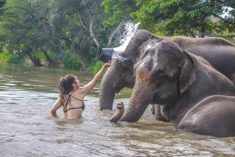 Getting to bathe Thailand elephants