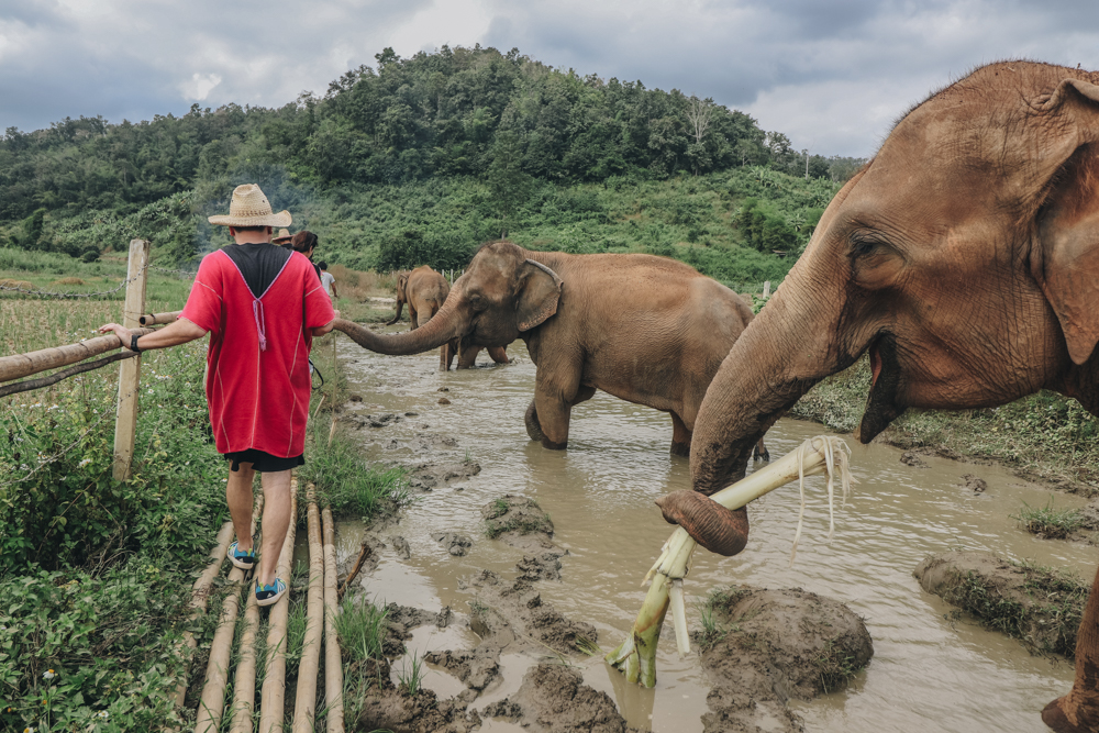 nonriding Thailand elephant care