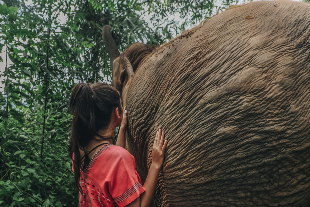 Thailand elephant volunteer experience