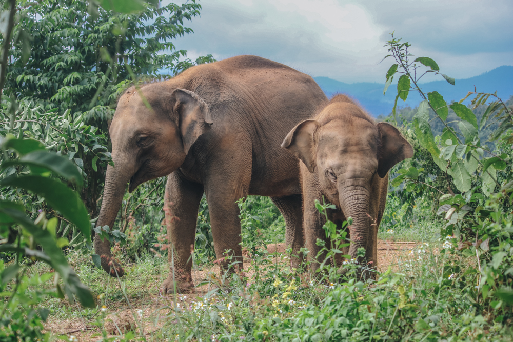 Thailand itinerary - visit elephants in Chiang Mai