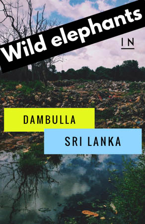 Your local's guide to finding WILD ELEPHANTS in Dambulla, Sri Lanka! A perfect way to spend time in between visiting the Lion Rock of Sigiriya!