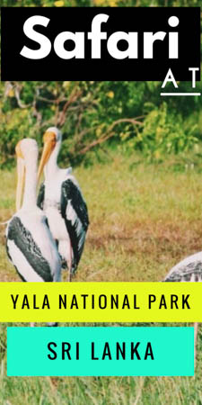 Tips for the best budget safari experience at Yala National Park in Sri Lanka (famous for its leopard population), including cost-breakdown and itinerary.