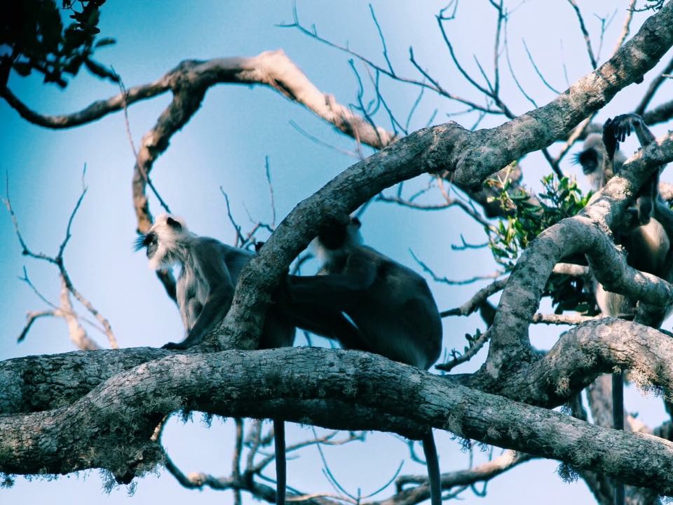 Monkeys in Yala National Park on your 10 days in Sri Lanka itinerary 