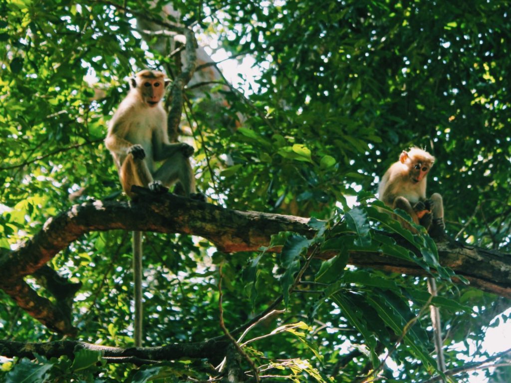 Monkeys in the Trees in Sri Lanka