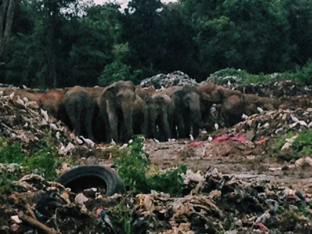 Elephants in Dambulla's trash dump, 10 day sri lanka itinerary