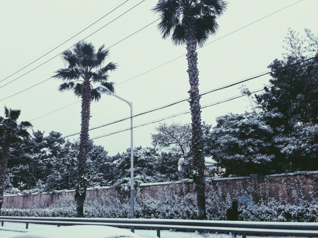 Icy white palm trees on Jeju Island