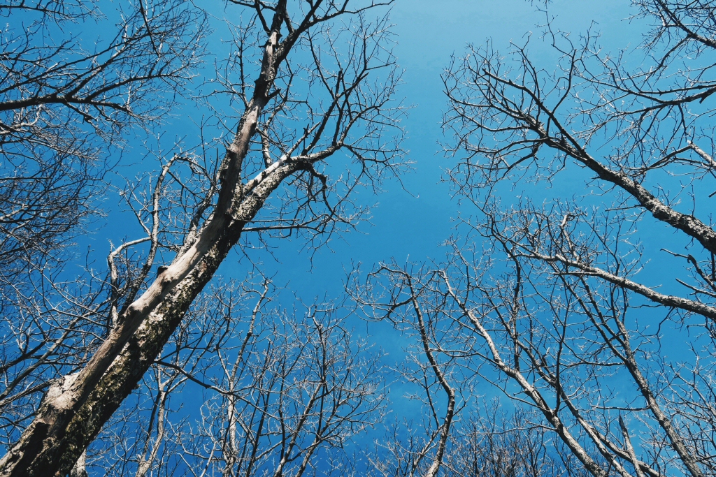 Hallasan Mountain: The Ultimate Guide to Hiking South Korea's Tallest ...