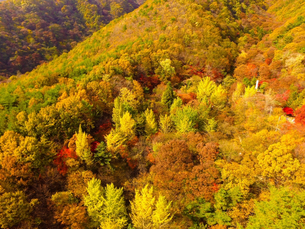 Daedunsan Mountain, Green to Yellow trees showing the beauty of South Korea autumn