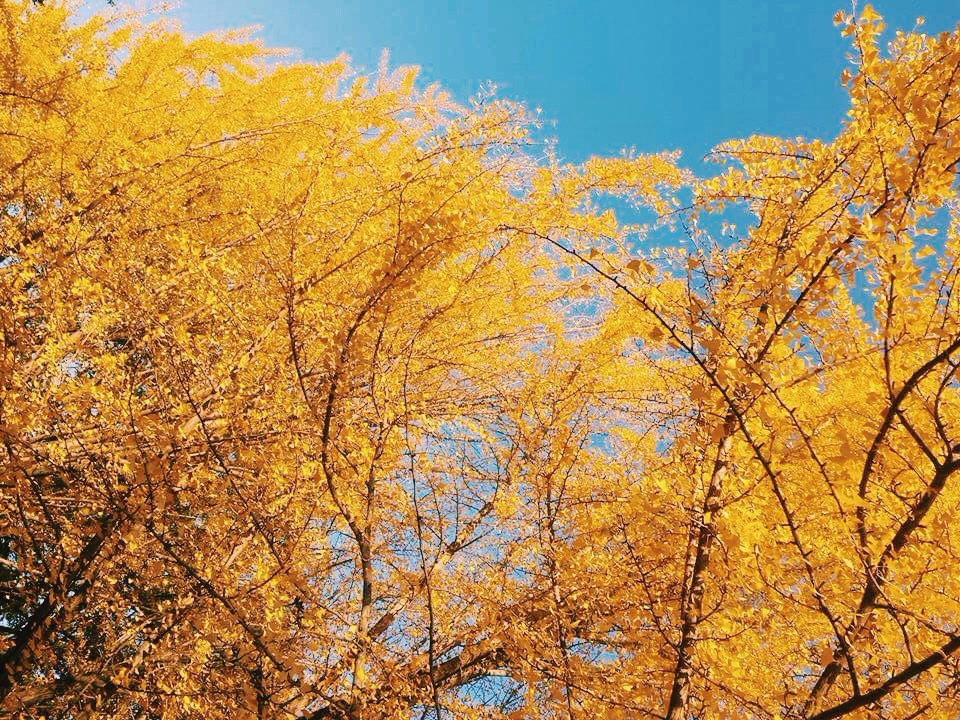 Beautiful Nami Island in South Korea shows fall in Korea is magical