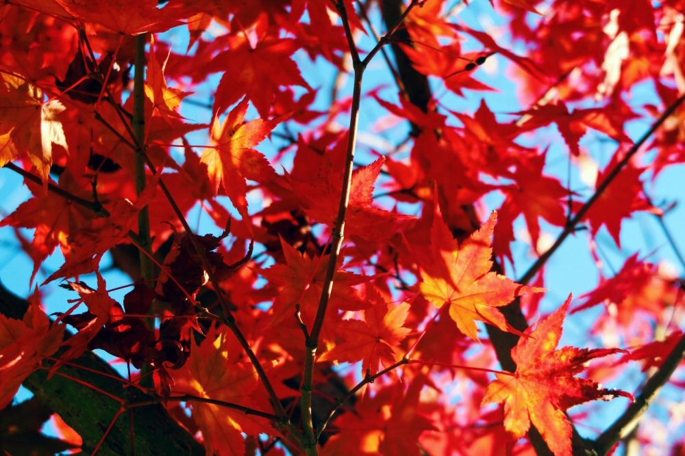 Vibrant red leaves on top of Namsan Mountain during Seoul in autumn