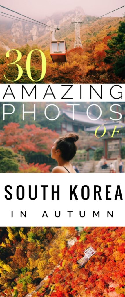 30 Amazing Photos of South Korea in Autumn: With sugary cinnamon stuffed pancakes, harvest bounty, toasty drinks, cheeky mountains and near-neon autumnal hues, the South Korea autumn just won at life. If you want to visit South Korea in autumn, this is the perfect inspiration for you! Fall in Korea | fall in south korea | south korea fall | south korean fall | fall colors in korea | fall colors in south korea | jeju autumn | seoul autumn | daedunsan autumn
