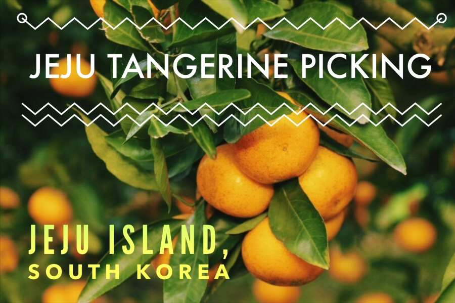 Organic Jeju Tangerine Picking on Jeju Island, South Korea. If you want to pick tangerines on Jeju, here's our experience! jeju tangerines picking | picking jeju tangerines | tangerines south korea | picking oranges on jeju | picking jeju oranges | jeju tangerine farm | fruit picking in jeju | tangerine farm jeju | jeju fruit picking | jeju orange