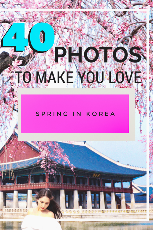 Want the best time to visit South Korea? Spring in Korea is amazing! Our photos of Korean cherry blossom and canola flower blooms will show you where to see spring in South Korea for yourself! We love visiting Seoul in Spring, as well as Jeju, and the rest of Korea to explore the floral-touched landscape. Seeing the Korean spring landscape is one of the best things to do in South Korea (and definitely one of the best things to do in Seoul!) south korea spring | visit korea in spring | 