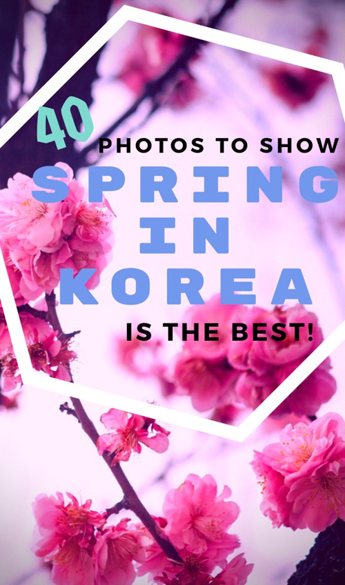 Want the best time to visit South Korea? Spring in Korea is amazing! Our photos of Korean cherry blossom and canola flower blooms will show you where to see spring in South Korea for yourself! We love visiting Seoul in Spring, as well as Jeju, and the rest of Korea to explore the floral-touched landscape. Seeing the Korean spring landscape is one of the best things to do in South Korea (and definitely one of the best things to do in Seoul!) south korea spring | visit korea in spring | 
