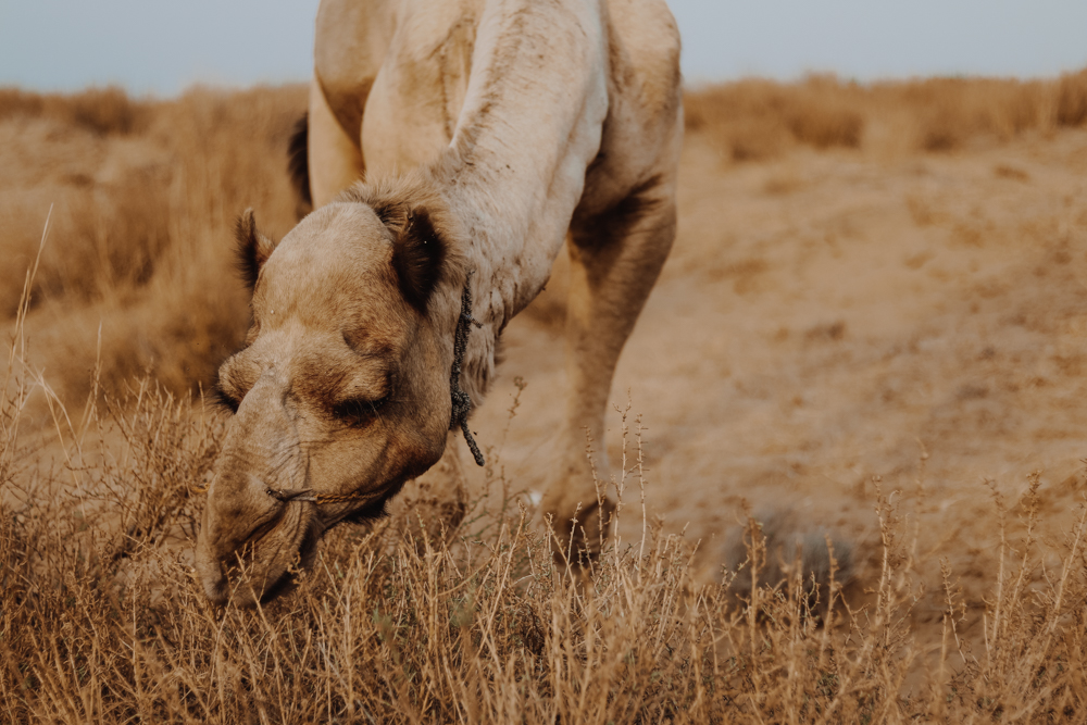 Camels eating in Indian desert
