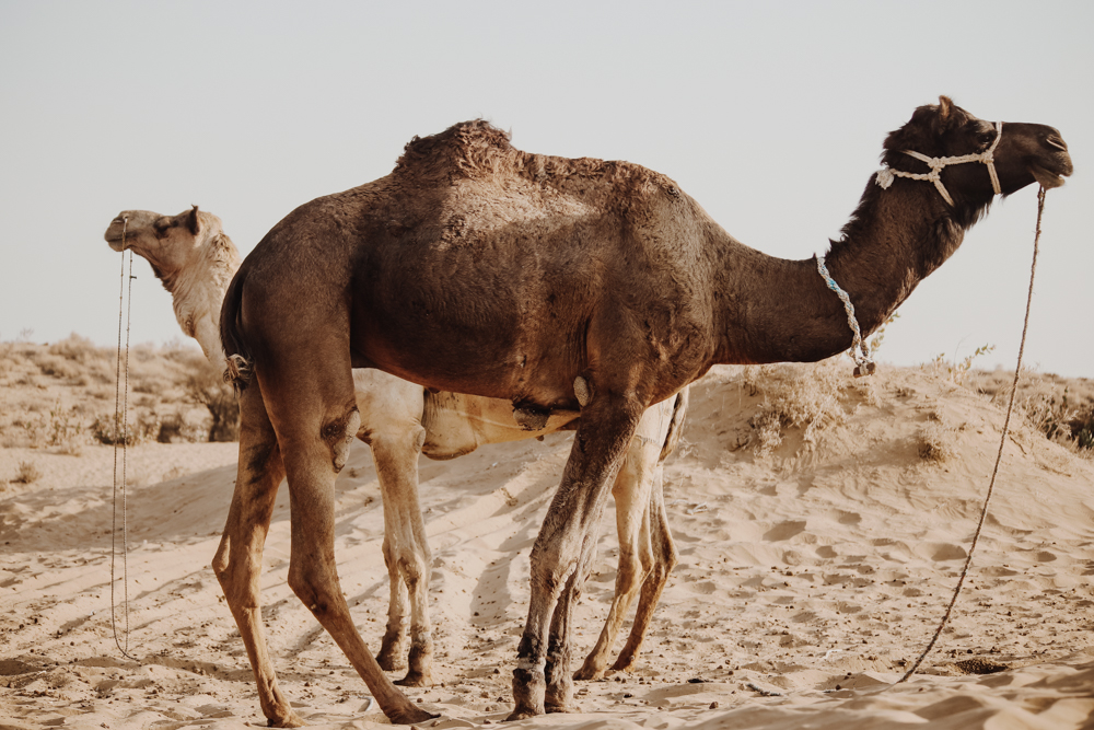 Watching an Indian camel on a Jaisalmer camel safari