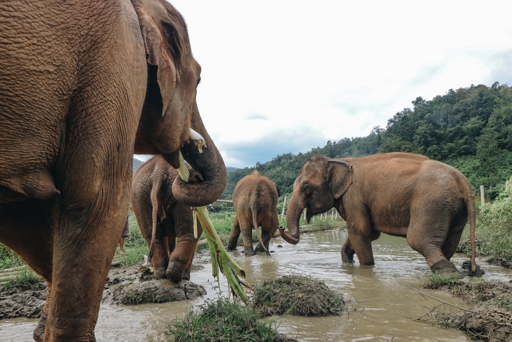 Ethical Thailand elephant care
