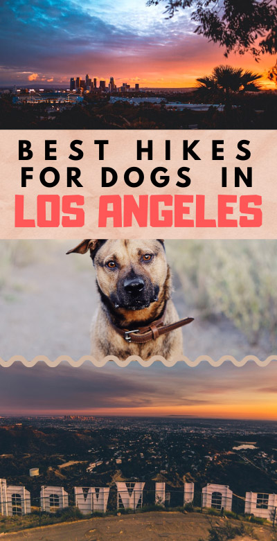 All of the top dog-friendly hikes in Los Angeles, including the best off-leash dog hikes. Find popular dog hikes in LA and lesser known gems to get your dog some exercise in nature! | best dog hikes los angeles | dog friendly hikes los angeles | dog friendly hikes malibu | dog friendly hiking trails los angeles | off leash hikes los angeles | dog friendly hikes in la | dog friendly hikes santa monica | best hikes with dogs los angeles | best hikes for dogs in la | dog friendly trails los angeles