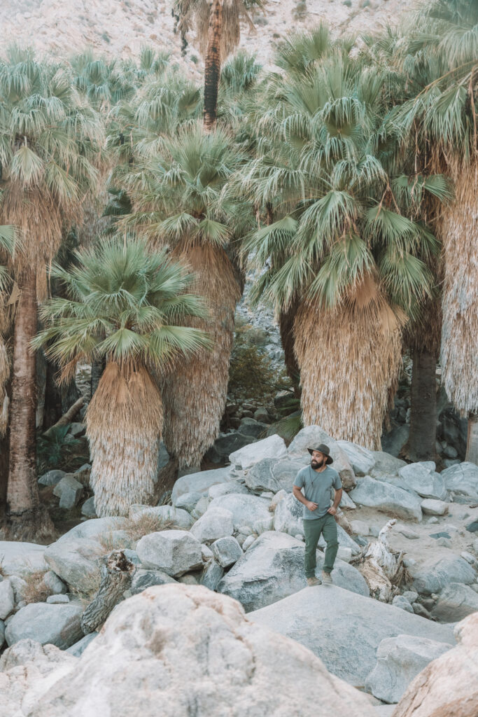 Add 49 Palms Oasis trail to your Joshua Tree weekend itinerary