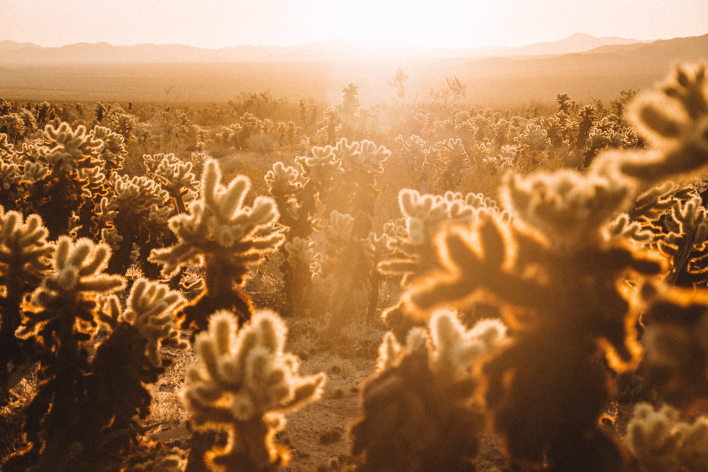 Seeing the sunrise at Cholla Cactus Garden is essential for your Joshua Tree one day trip