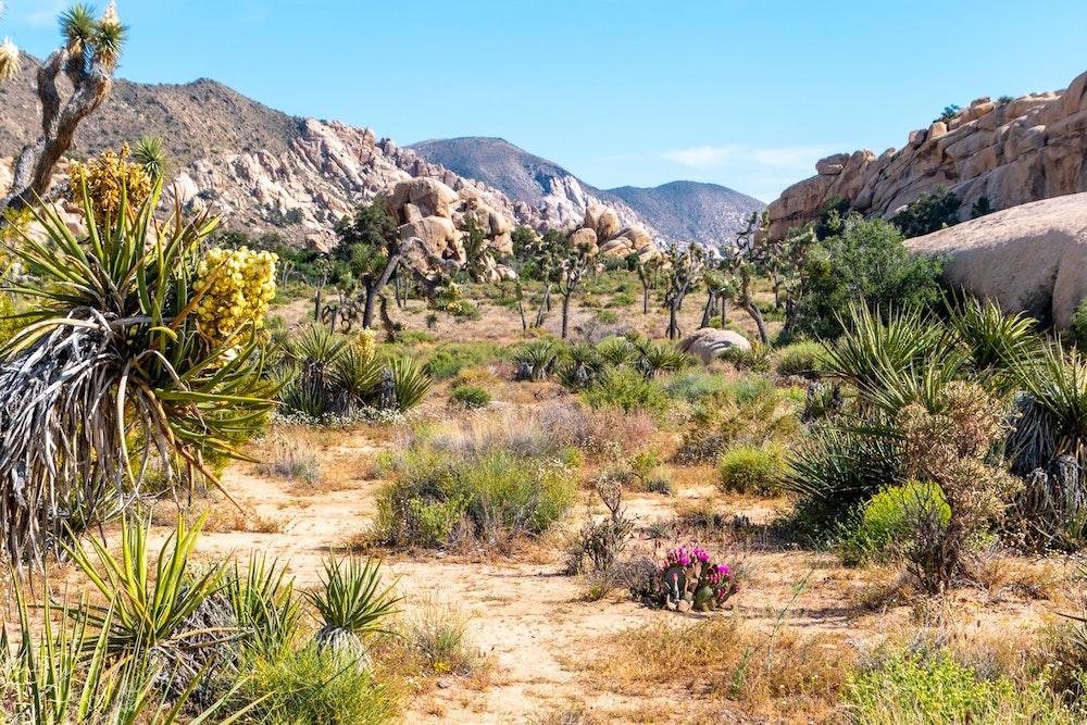 Visit Barker Dam as part of your Joshua Tree Itinerary