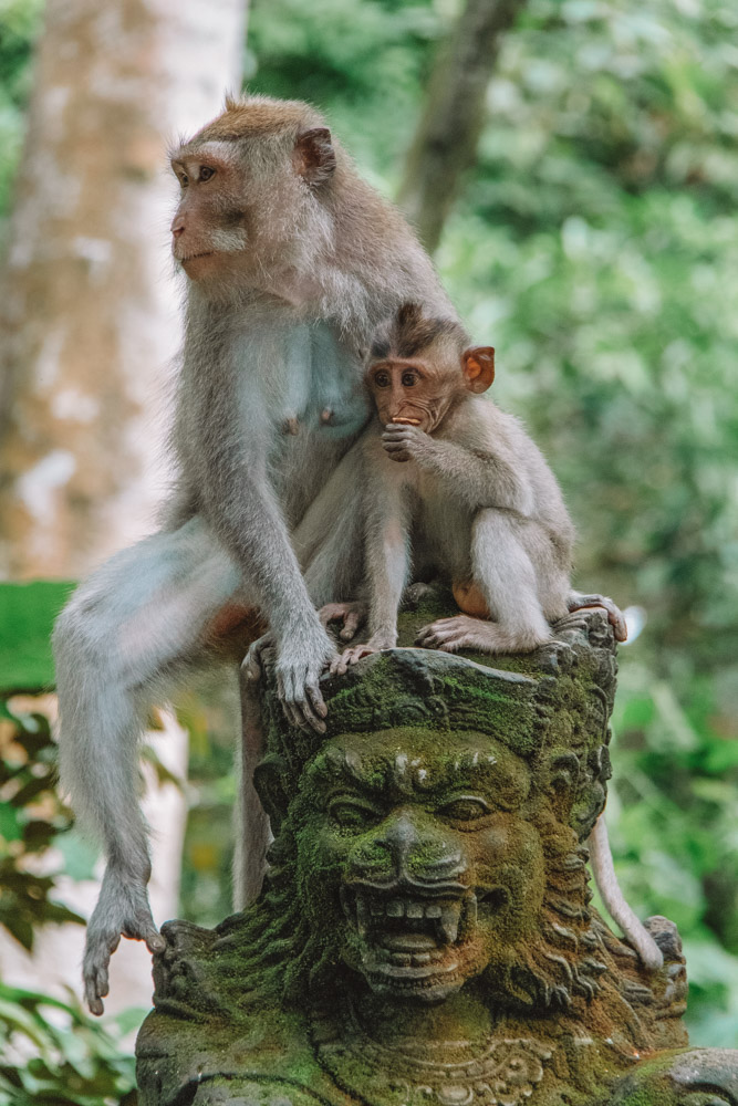 Monkey Forest is one of the top Ubud attractions and one of the top places to visit in Ubud