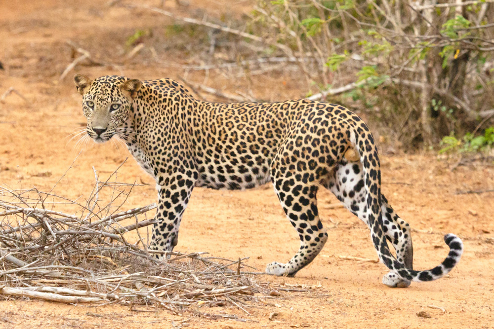 Visit Yala National Park to spot a leopard on our Sri Lanka sample itinerary