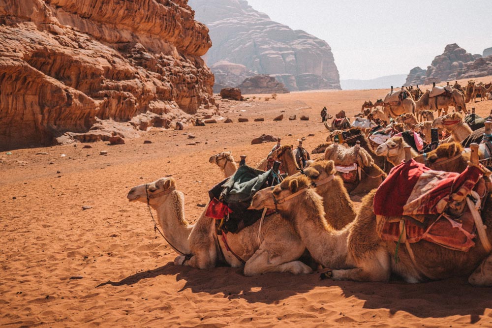 Seeing the camels in Wadi Rum is one of the best things to do in Jordan